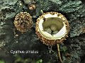 Cyathus striatus-amf739-1